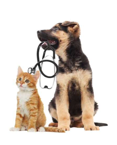 perro y gato